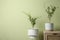 Pomegranate plants in pots near light green wall, space for text