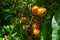 Pomegranate - Punica Granatum, called Anar or Dalim or Bedana fruit tree from Bangladesh