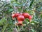 Pomegranate - Punica Granatum, called Three Red Anar or Dalim or Bedana fruit tree from Pakistan