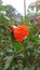 Pomegranate or punica granatum flower