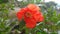 Pomegranate or punica granatum flower closeup