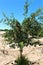 Pomegranate, Punica granatum, fruit bearing deciduous shrub or small tree located in Queen Creek, Arizona, United States