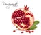 Pomegranate realistic illustration