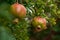 Pomegranate ripening process on a tree branch