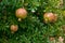 Pomegranate ripening process on a tree branch