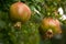 Pomegranate ripening process on a tree branch