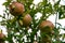 Pomegranate ripening process on a tree branch