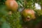 Pomegranate ripening process on a tree branch