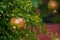 Pomegranate ripening process on a tree branch