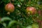Pomegranate ripening process on a tree branch