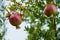 Pomegranate ripening process on a tree branch