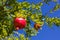 Pomegranate, ripening on the tree