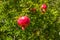 Pomegranate, ripening on the tree with leaves