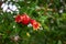 Pomegranate ripens from a flower on a tree branch. A few fruits. Ripening in clear sunny weather.