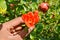 Pomegranate ripens from a flower on a tree branch. A few fruits. Ripening in clear sunny weather..,pomegranate flowers