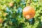 Pomegranate ripens on a tree branch