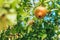 Pomegranate ripens on a tree branch