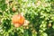 Pomegranate ripens on a tree branch