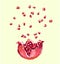 Pomegranate seed splash explosion , vector opened pomegranate illustration