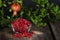 Pomegranate Seeds Hanging Whole Fruit