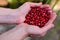 Pomegranate seeds in woman`s palms close up. Female hands holding garnet grain top view