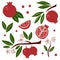 Pomegranate set. Exotic tropical red fresh fruit, whole juicy pomegranates with green leaves and flowers, slice and seeds, vector