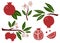 Pomegranate set. Exotic tropical red fresh fruit, whole juicy pomegranates with green leaves and flowers, slice and seeds, vector