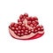 pomegranate slice cartoon vector illustration