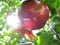 Pomegranate on the tree