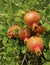 Pomegranate on tree