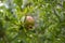 Pomegranate On Tree