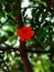 Pomegranate tree flower