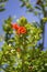 Pomegranate tree flower detail, species Punica granatum,