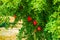 Pomegranate Tree and Fruits
