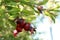 Pomegranate tree with fruits close up photo.