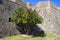 Pomegranate tree near the castle at Porto Palermo