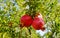 Pomegranate tree in the park. Rosh-ha-Shana.