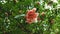 Pomegranate tree and pomegranates in branches