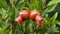 Pomegranate tree with unripe fruits close up in the garden