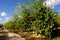 Pomegranate trees with fruits