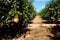 Pomegranate trees with fruits