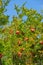 Pomegranate trees and leaves outside. Ripe succulent fruit in an organic garden Ripe pomegranate fruits hanging on a