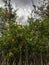 Pomegranate trees in Oaxaca