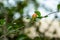 Pomegranate trees are self-fruitful, which means the flowers