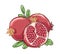 Pomegranate watercolor sketch