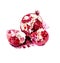 Pomegranate watercolour painting.