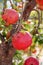 Pomegranates on a branch