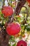 Pomegranates on a branch