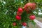 Pomegranates cultivation in South Apulia