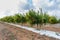 Pomegranates cultivation in South Apulia